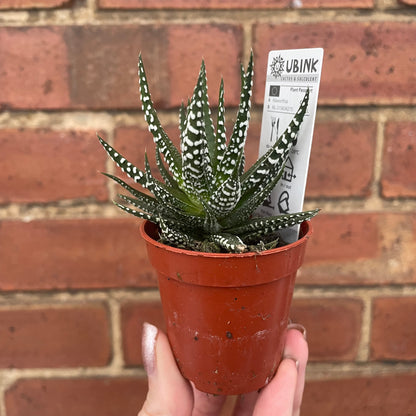 Haworthia Fasciata Alba Succulent Zebra Plant