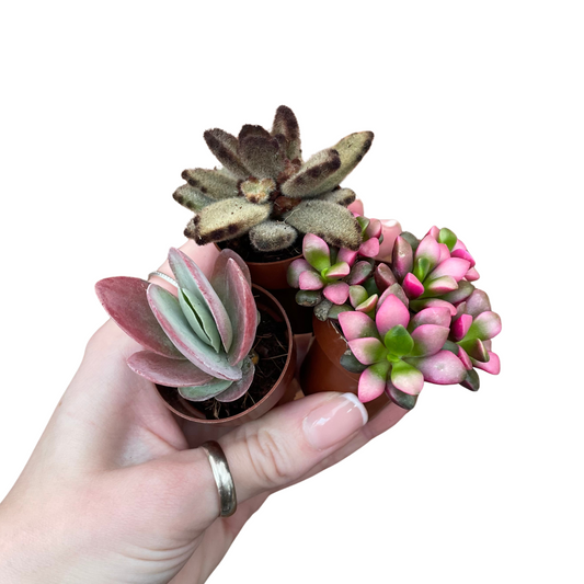 Mini Succulent Mix x3