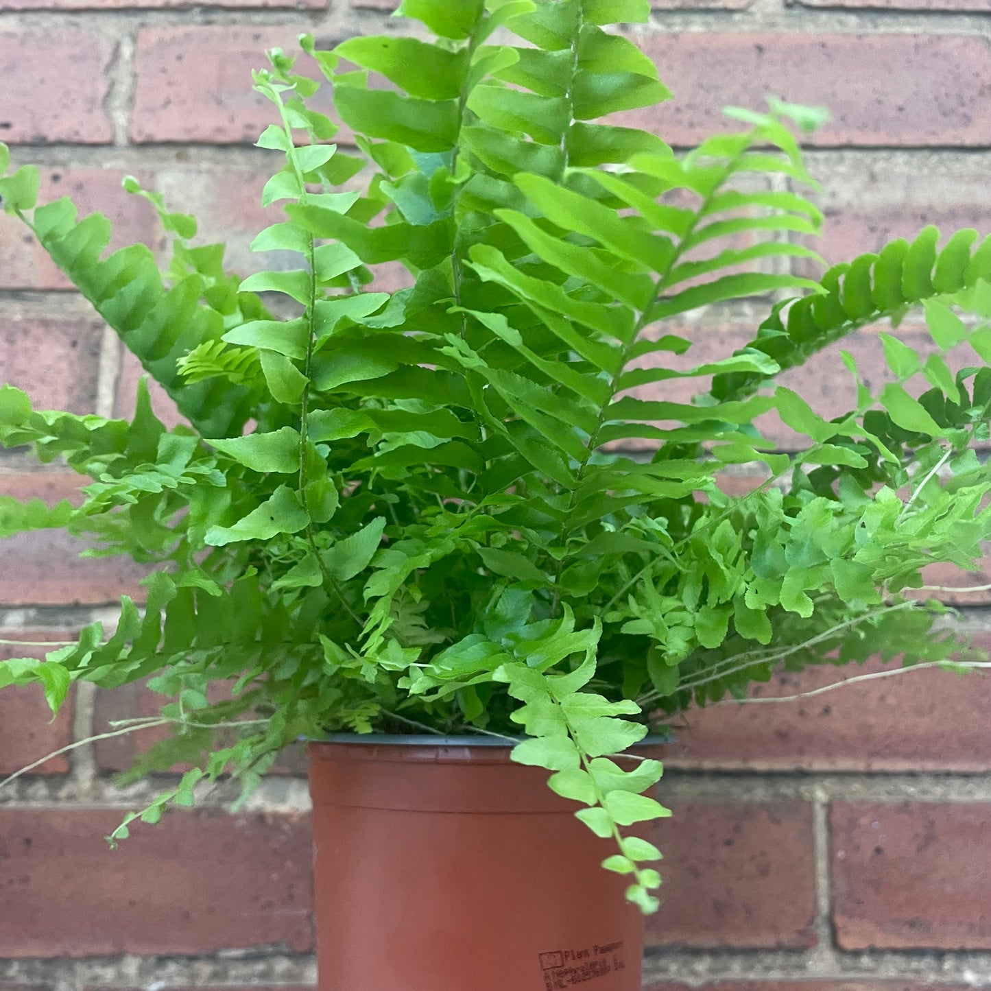 Boston Fern Fluffy Ruffles