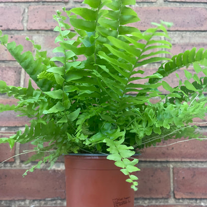 Boston Fern Fluffy Ruffles