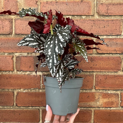 Begonia Maculata 'Crackling Rosie'