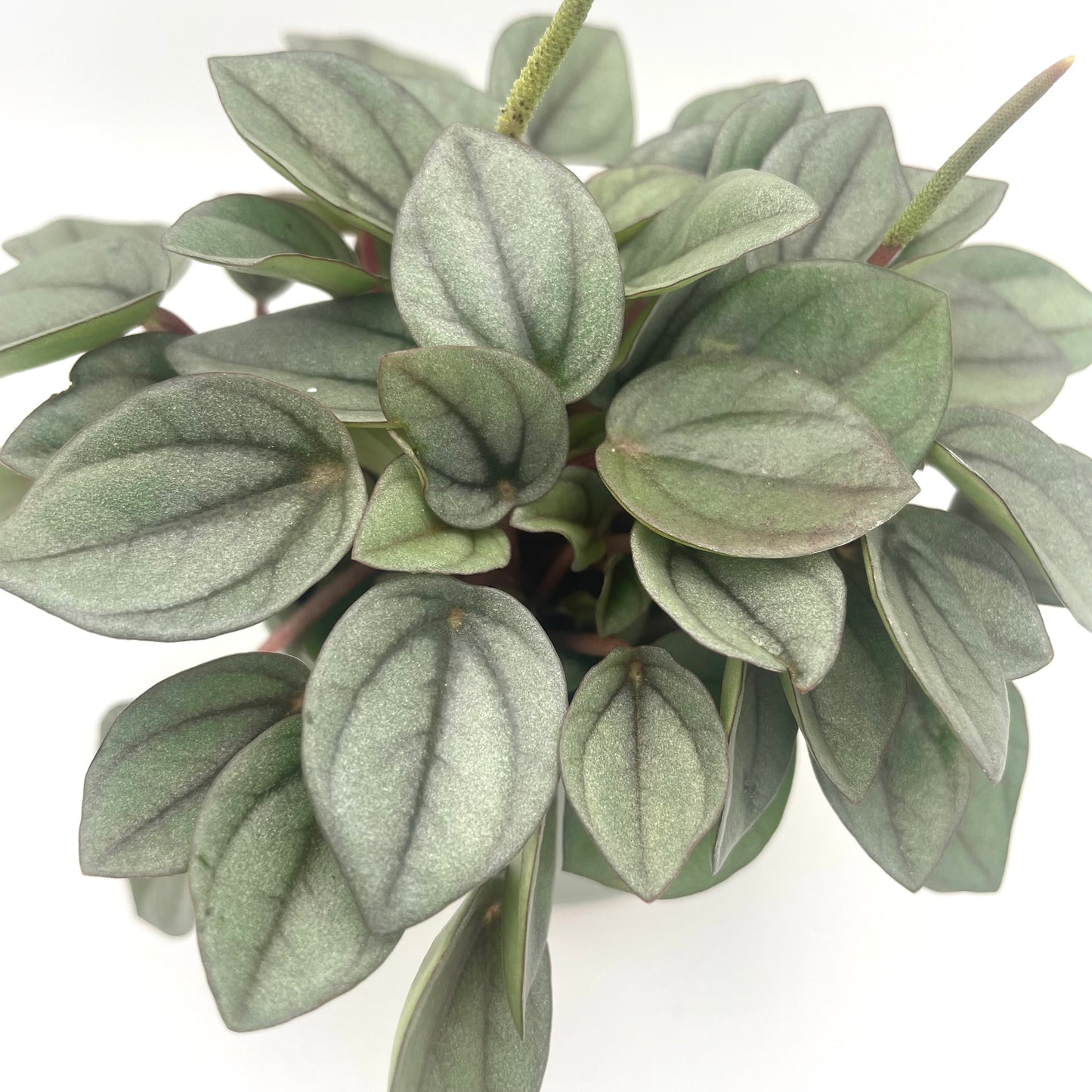 Baby Peperomia Napoli Nights