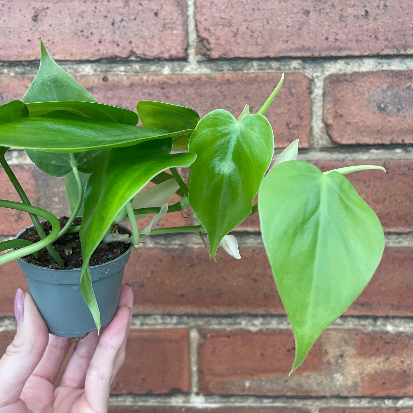 Baby Philodendron Sweetheart Scandens