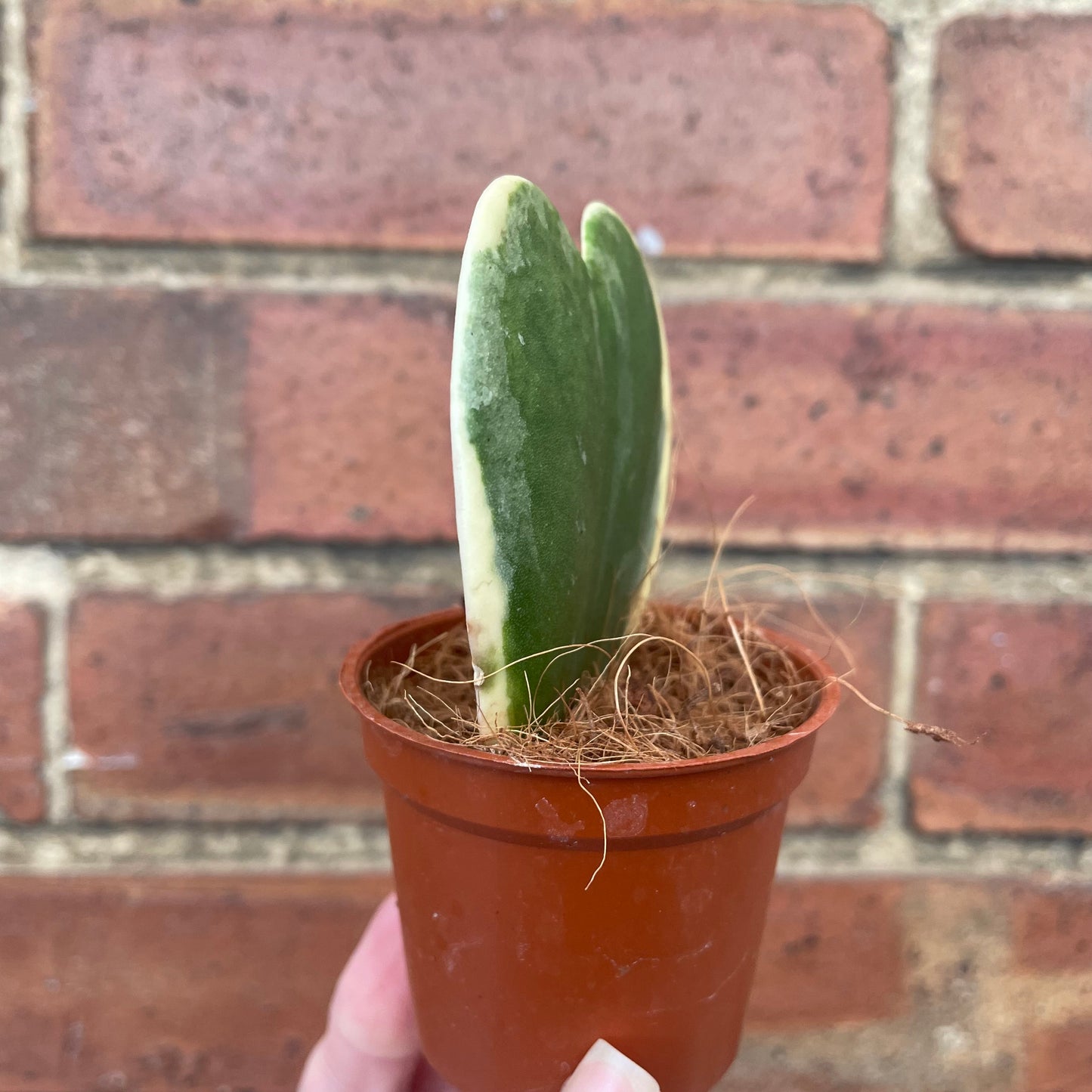Variegated Hoya Kerrii Sweetheart Plant