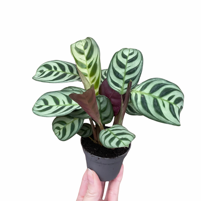 Baby Ctenanthe Burle Marxi Never Never Plant 6cm Pot