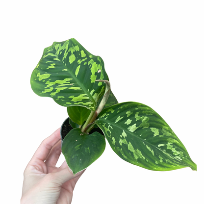 Baby Homalomena Camouflage