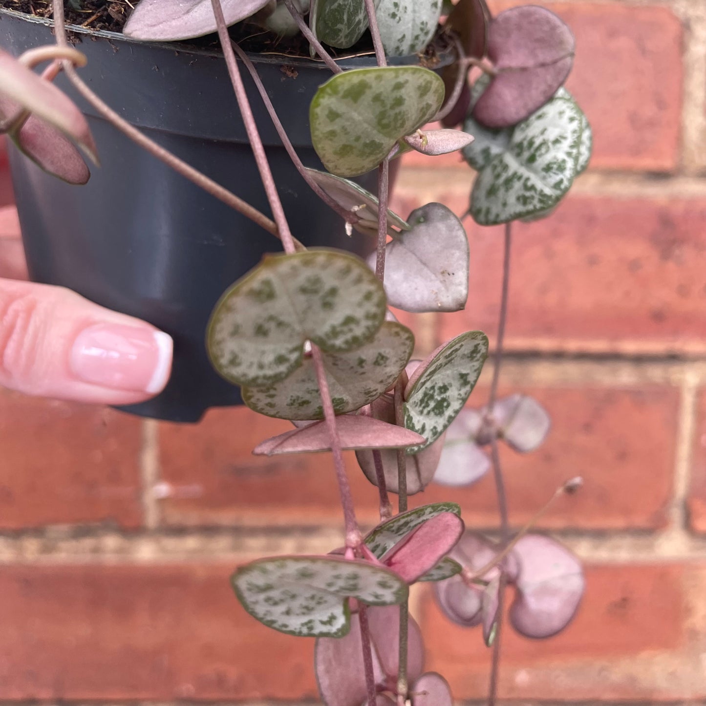 String Of Hearts Ceropegia Woodii 8.5cm