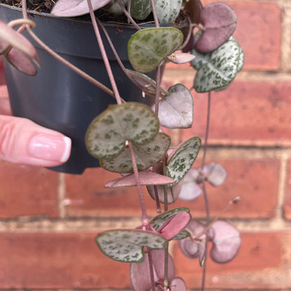 String Of Hearts Ceropegia Woodii 8.5cm