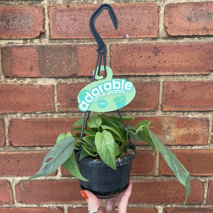 Cebu Blue Pothos
