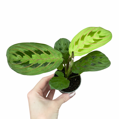 Baby Maranta Leuconeura