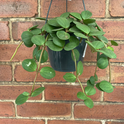 Peperomia Hope