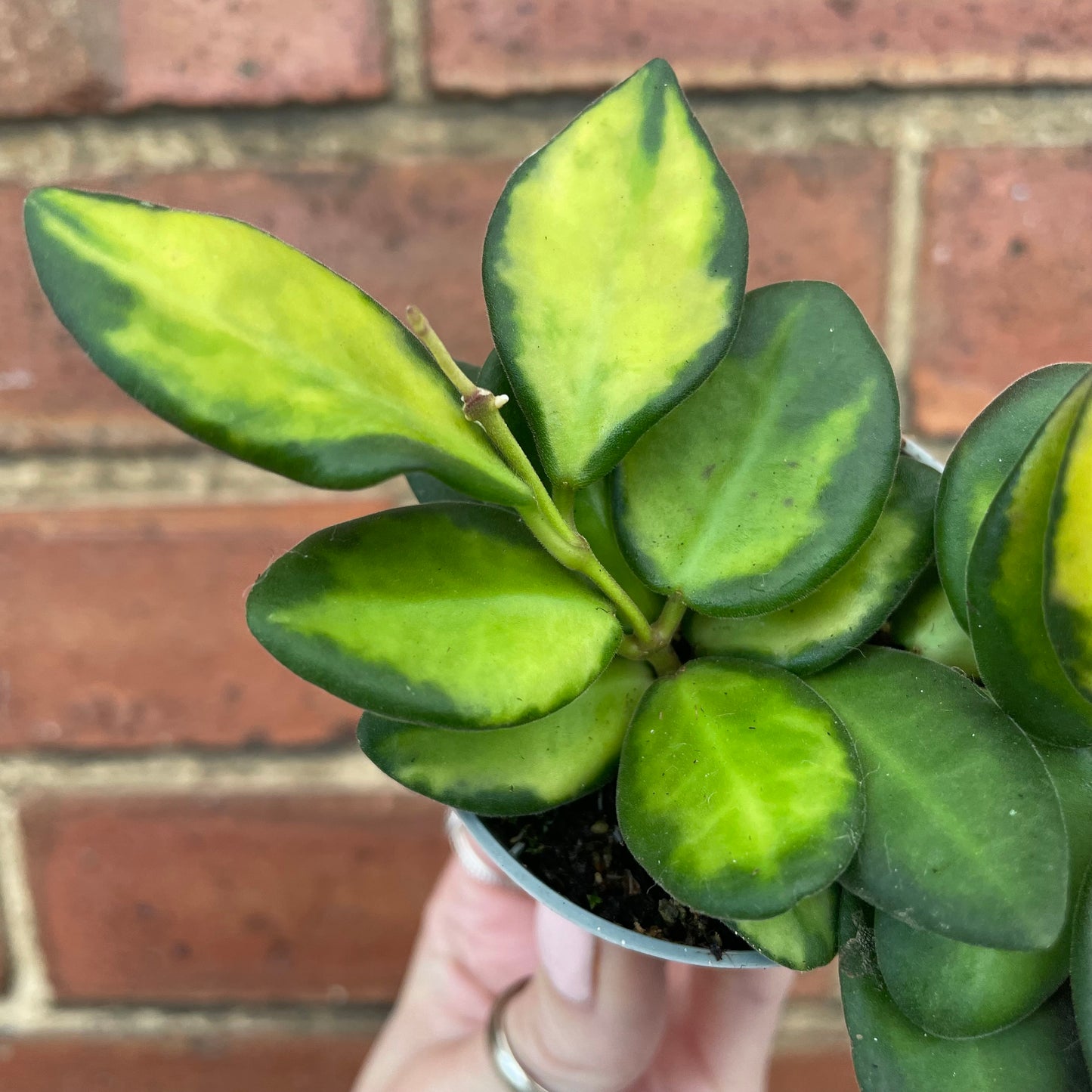 Baby Hoya Burtoniae Variegata
