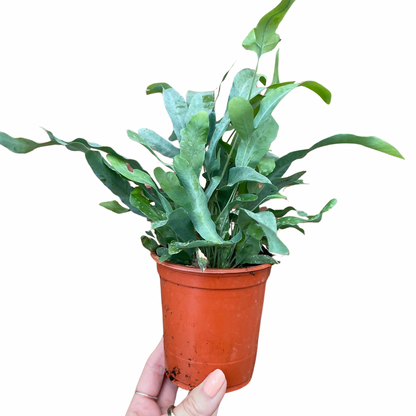 Phlebodium Blue Star Fern