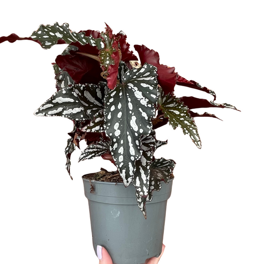 Begonia Maculata 'Crackling Rosie'