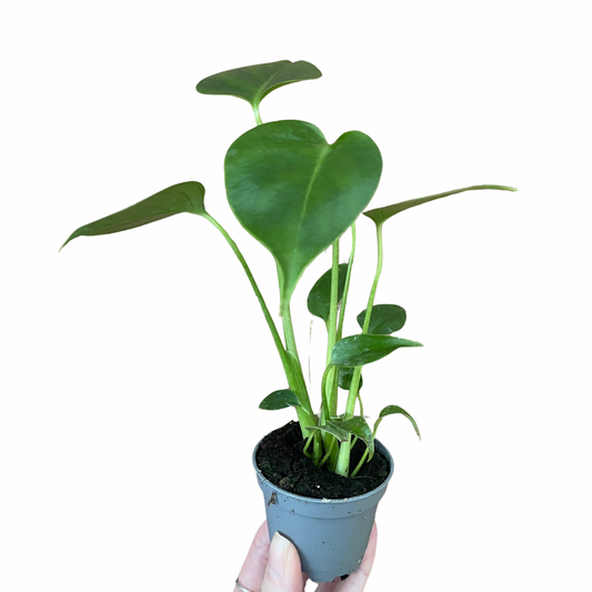 Baby Monstera Deliciosa Swiss Cheese Plant