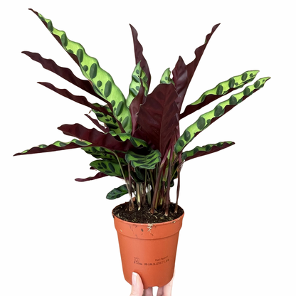 Calathea Lancifolia Rattlesnake