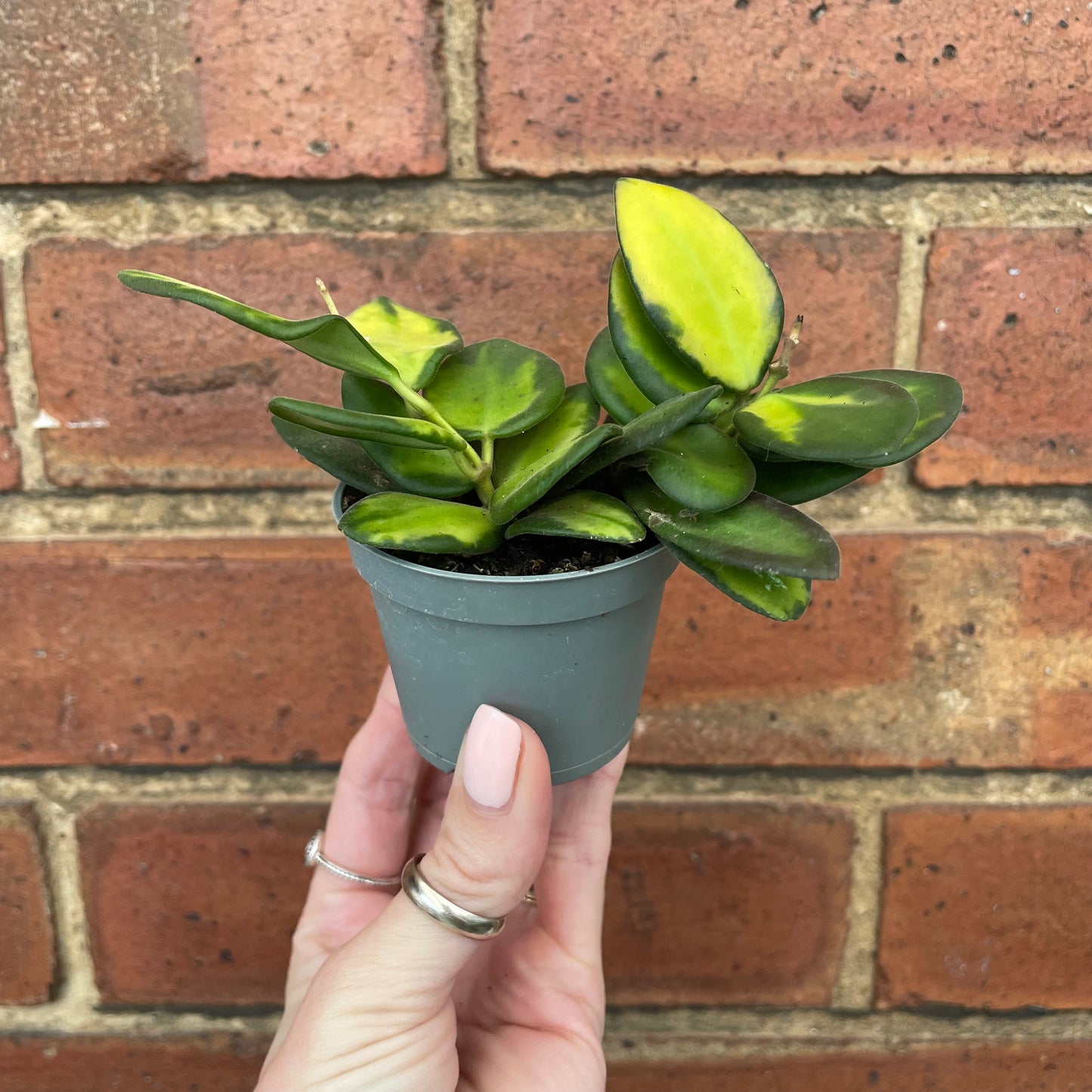 Baby Hoya Burtoniae Variegata