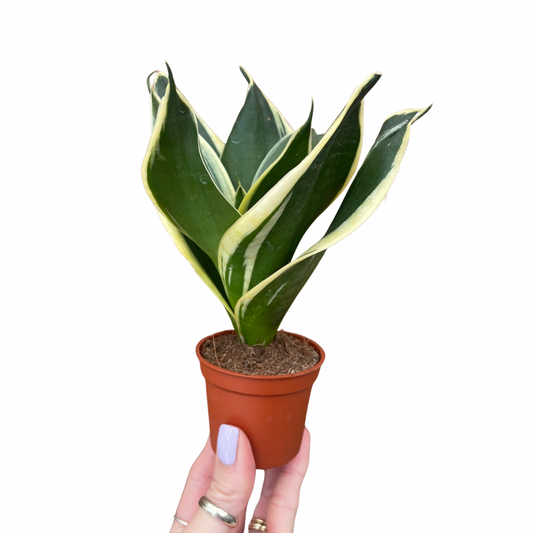 Baby Sansevieria Golden Flame