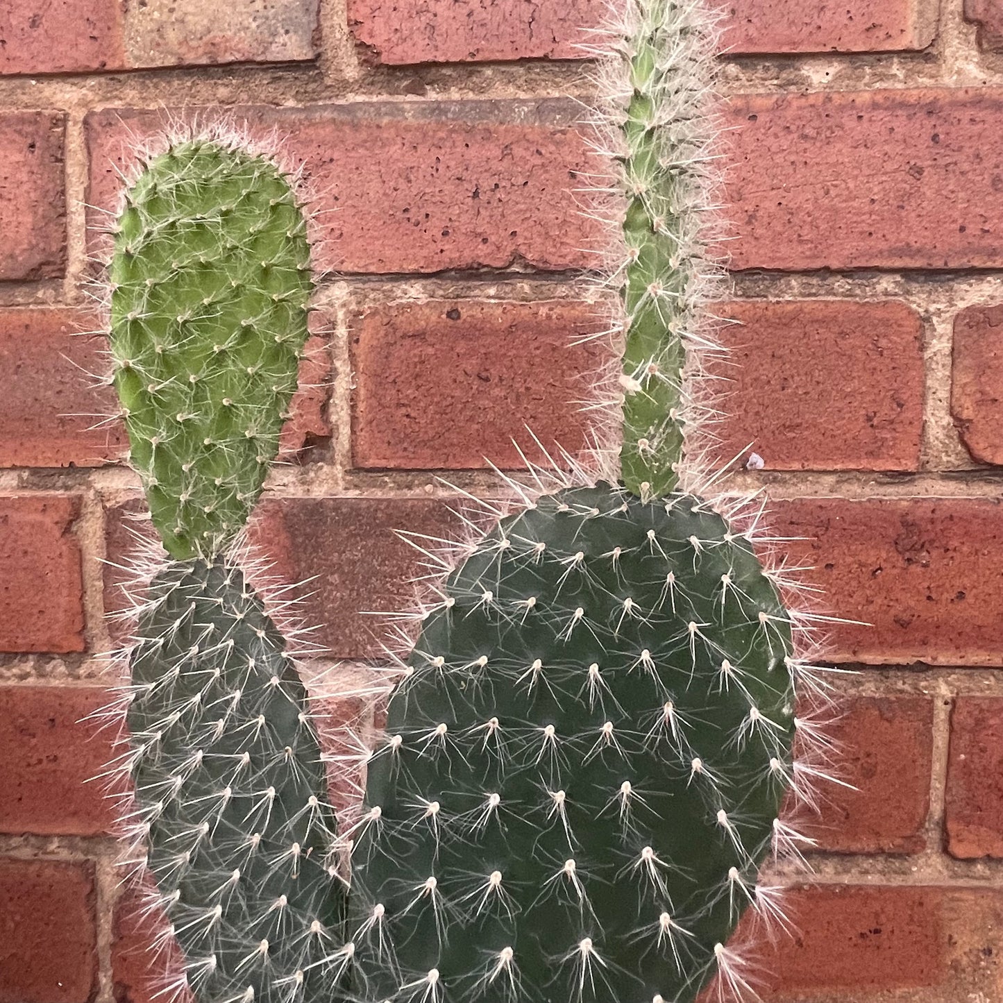 Optunia Pailana Prickly Pear Cactus