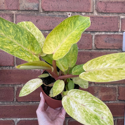 Philodendron Painted Lady