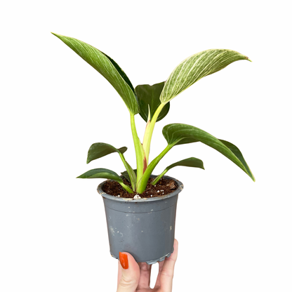 Philodendron Birkin