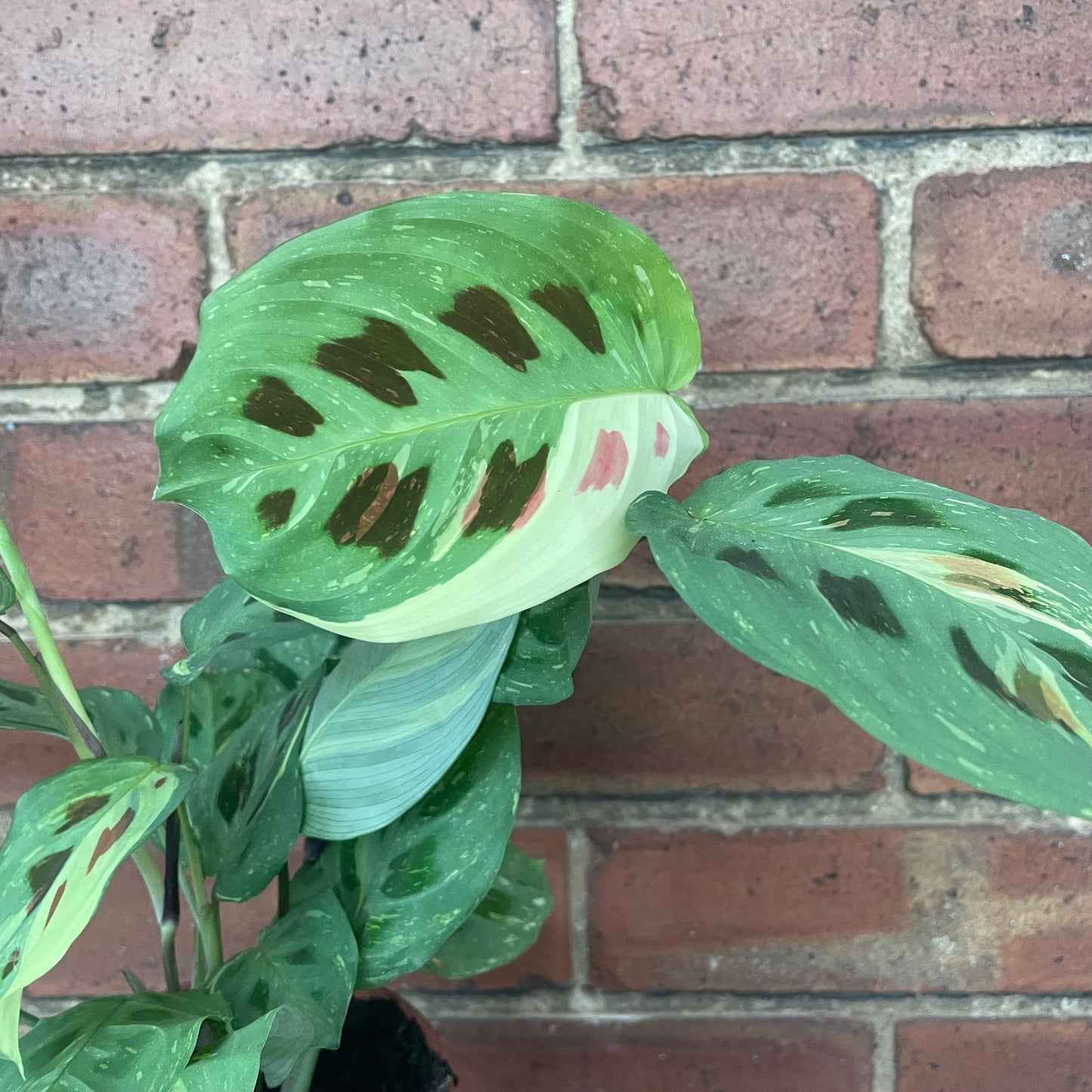 Maranta Kerchoveana Variegata