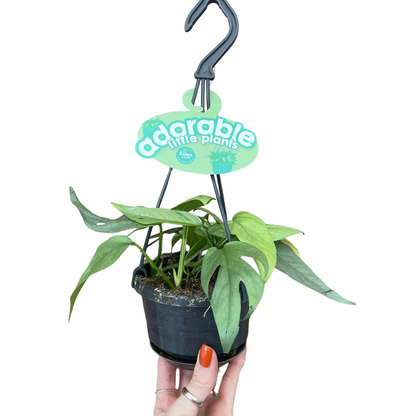 Cebu Blue Pothos