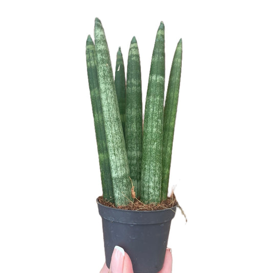 Baby Sansevieria Cylindrica