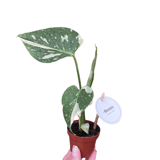 Baby Monstera Thai Constellation