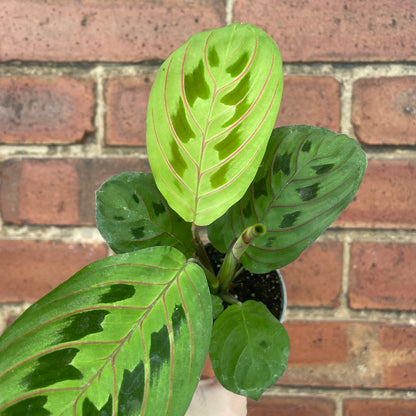 Baby Maranta Leuconeura
