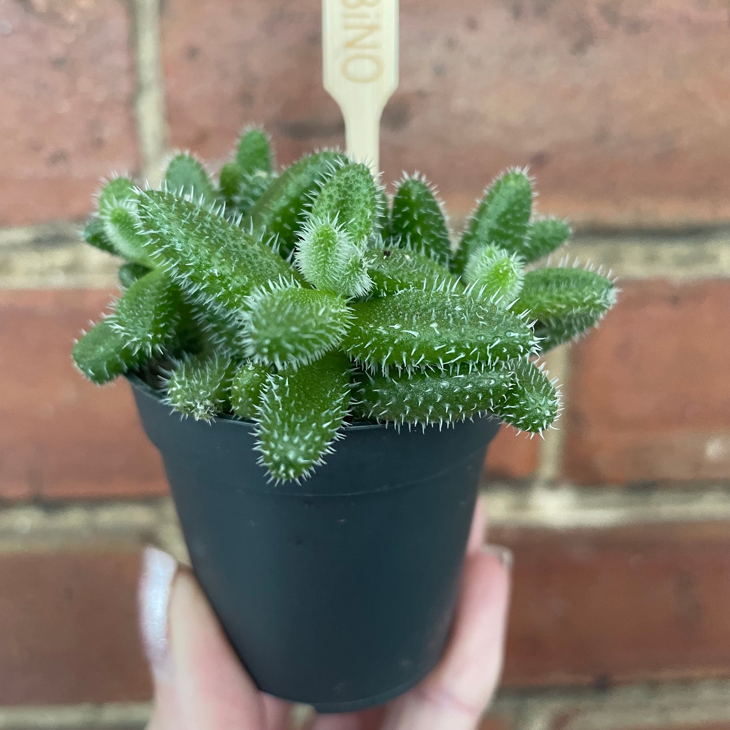Baby Pickle Plant Delosperma Echinatum