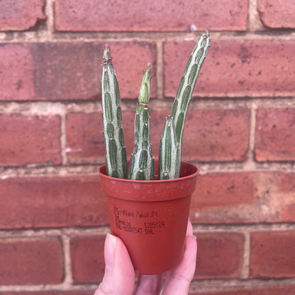 Baby Pickle Cactus Senecio Stapeliiformis