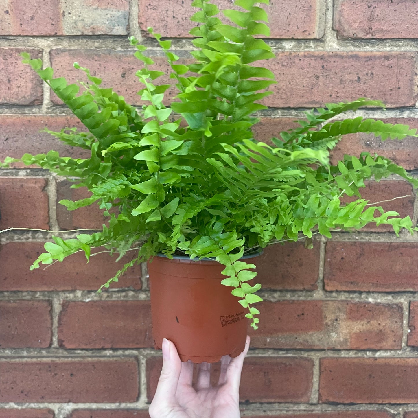 Boston Fern Fluffy Ruffles