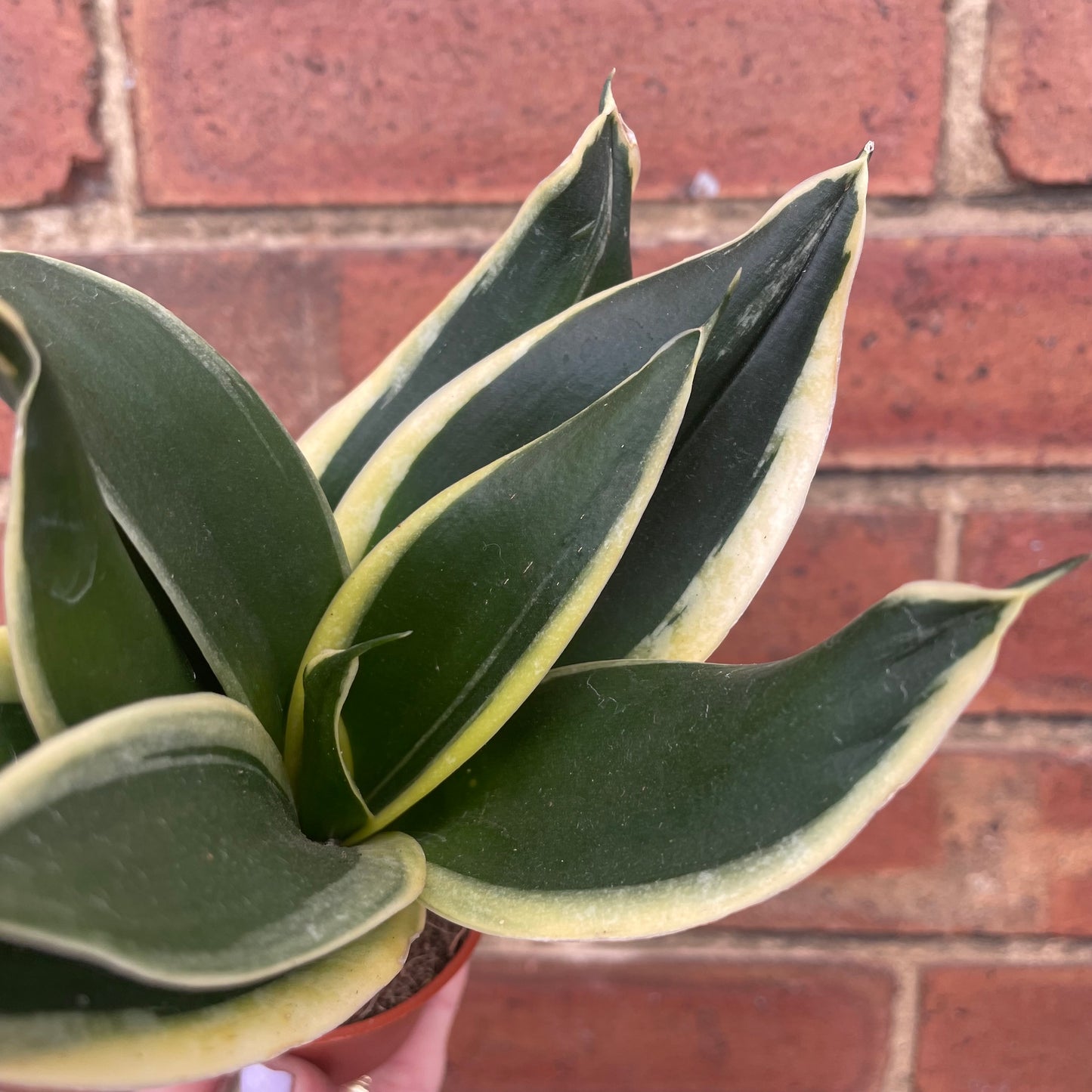 Baby Sansevieria Golden Flame