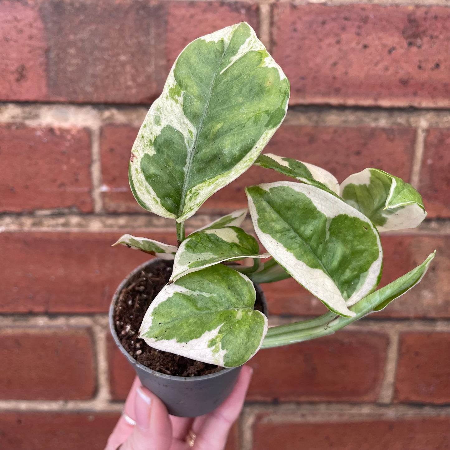 Baby Epipremnum Njoy Pothos