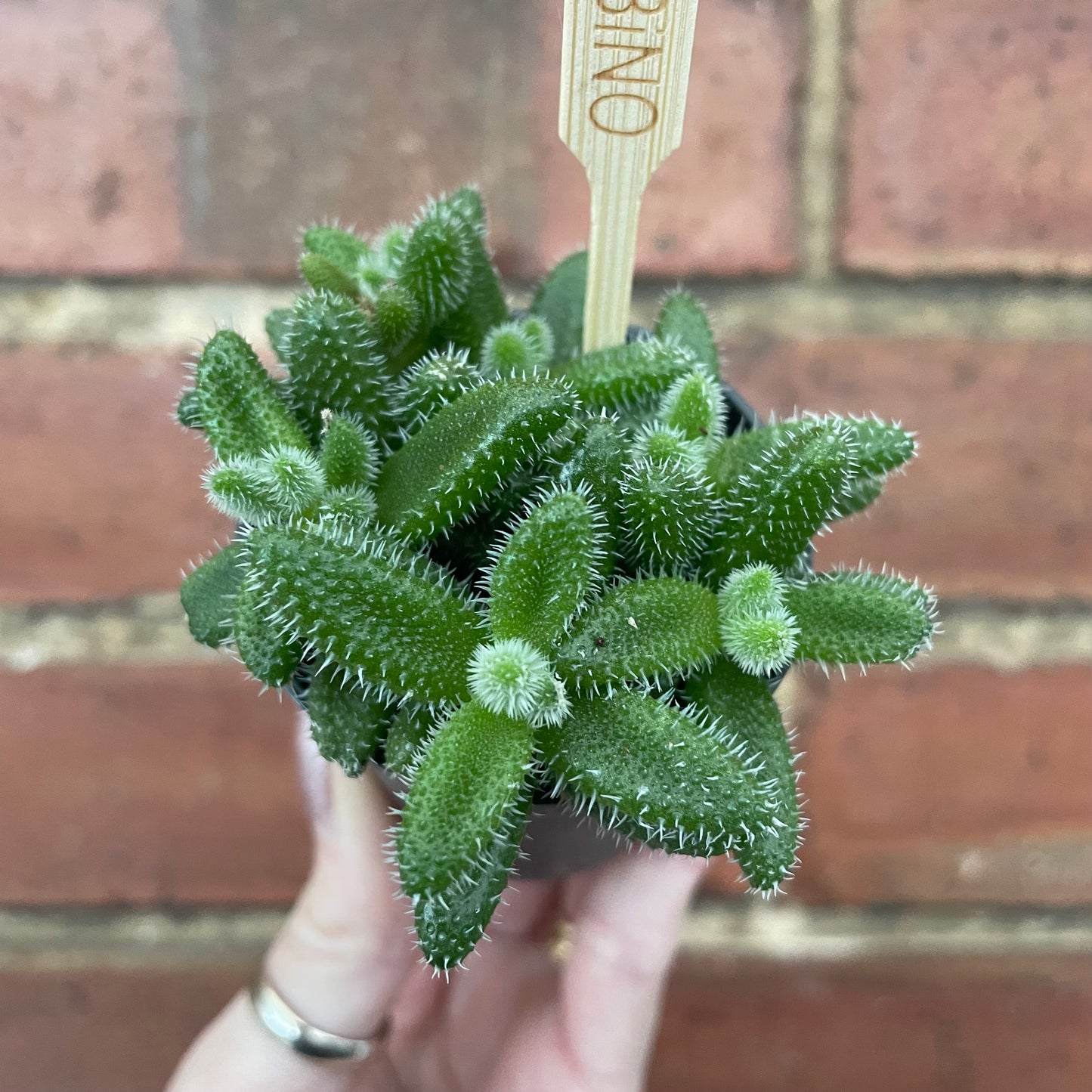 Baby Pickle Plant Delosperma Echinatum