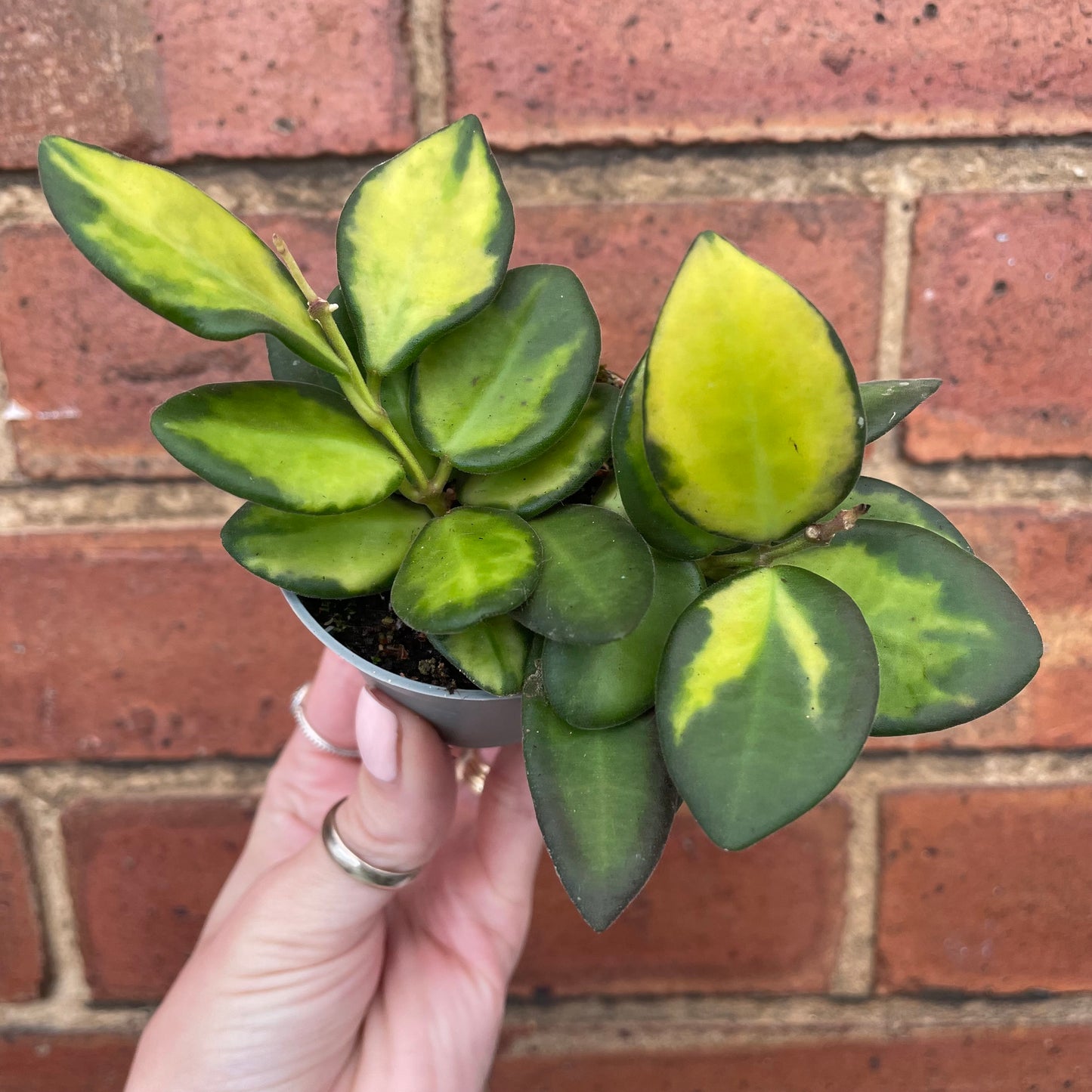 Baby Hoya Burtoniae Variegata