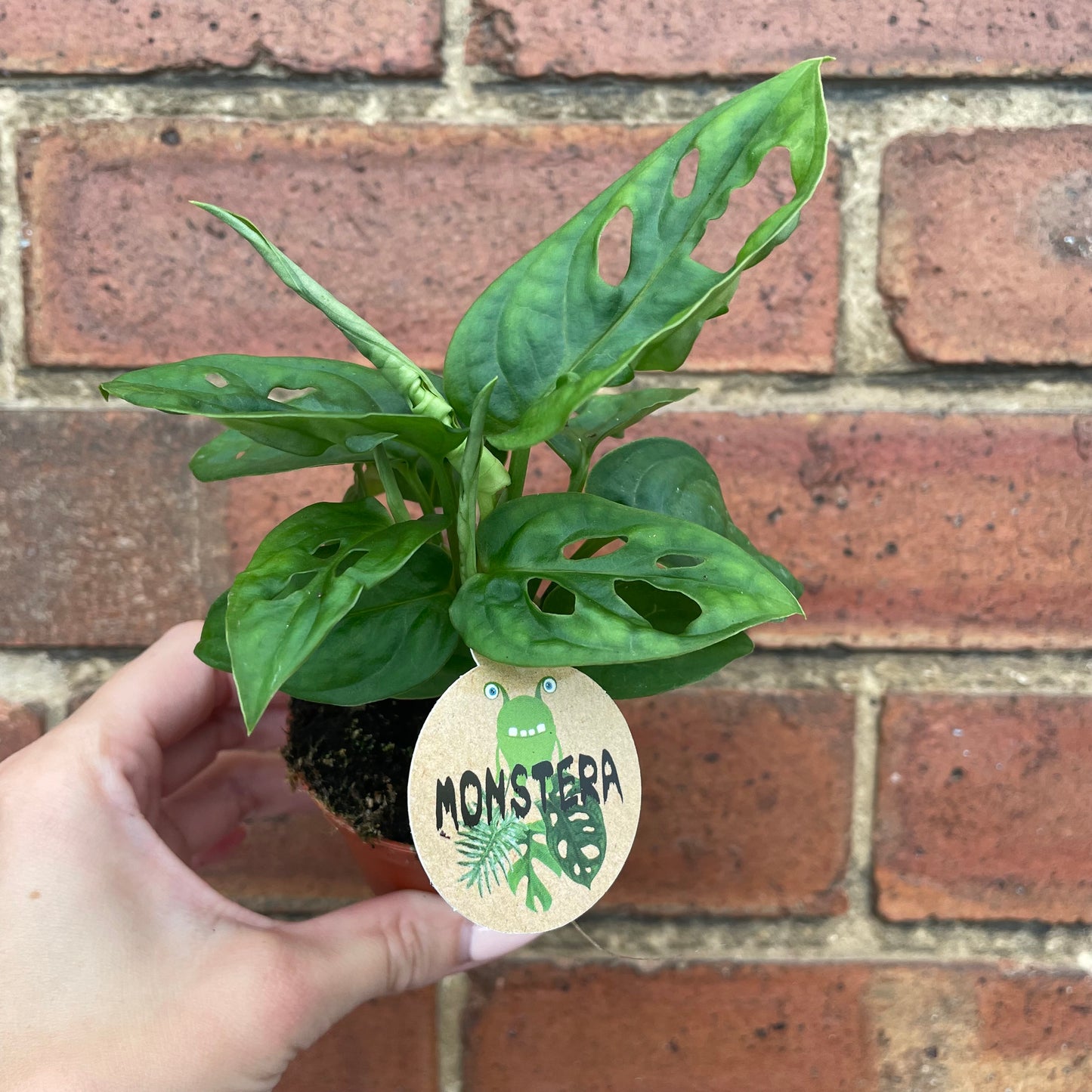 Baby Monstera Adansonii Monkey Mask
