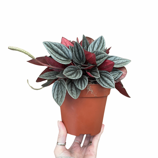 Peperomia Caperata Santorini 12cm pot