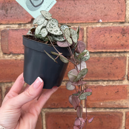 String Of Hearts Ceropegia Woodii 8.5cm