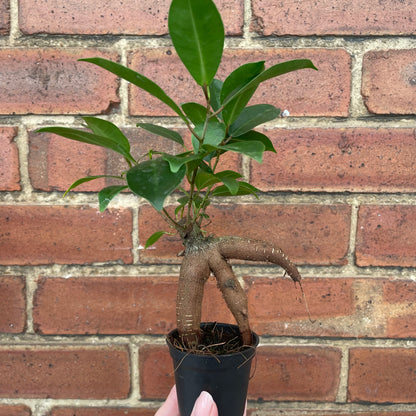 Baby Ficus Ginseng Bonsai Tree