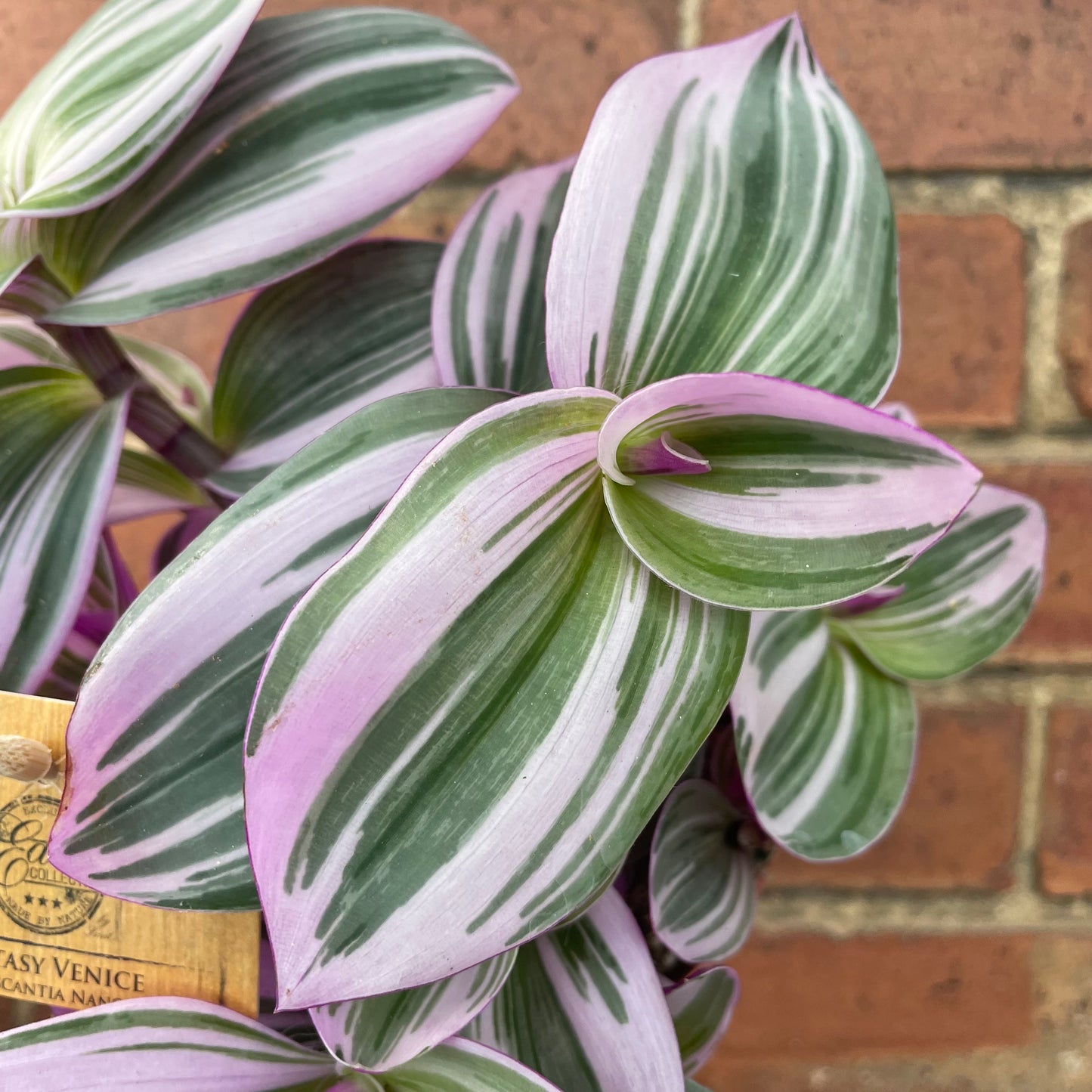 Tradescantia Albiflora Nanouk 12cm