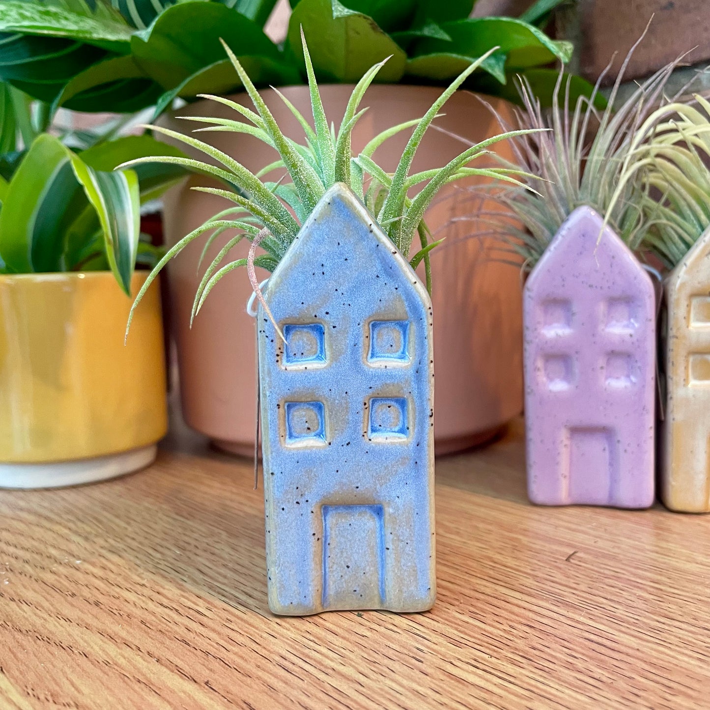 Airplant Tillandsia in Mini Ceramic Pot