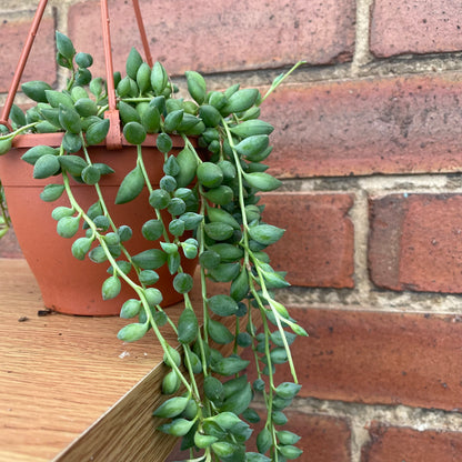 String Of Beads/Senecio Herreianus