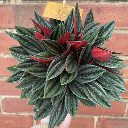 Peperomia Caperata Rosso 12cm pot