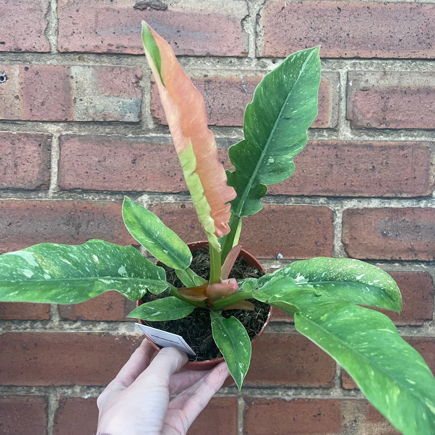 Philodendron Ring Of Fire