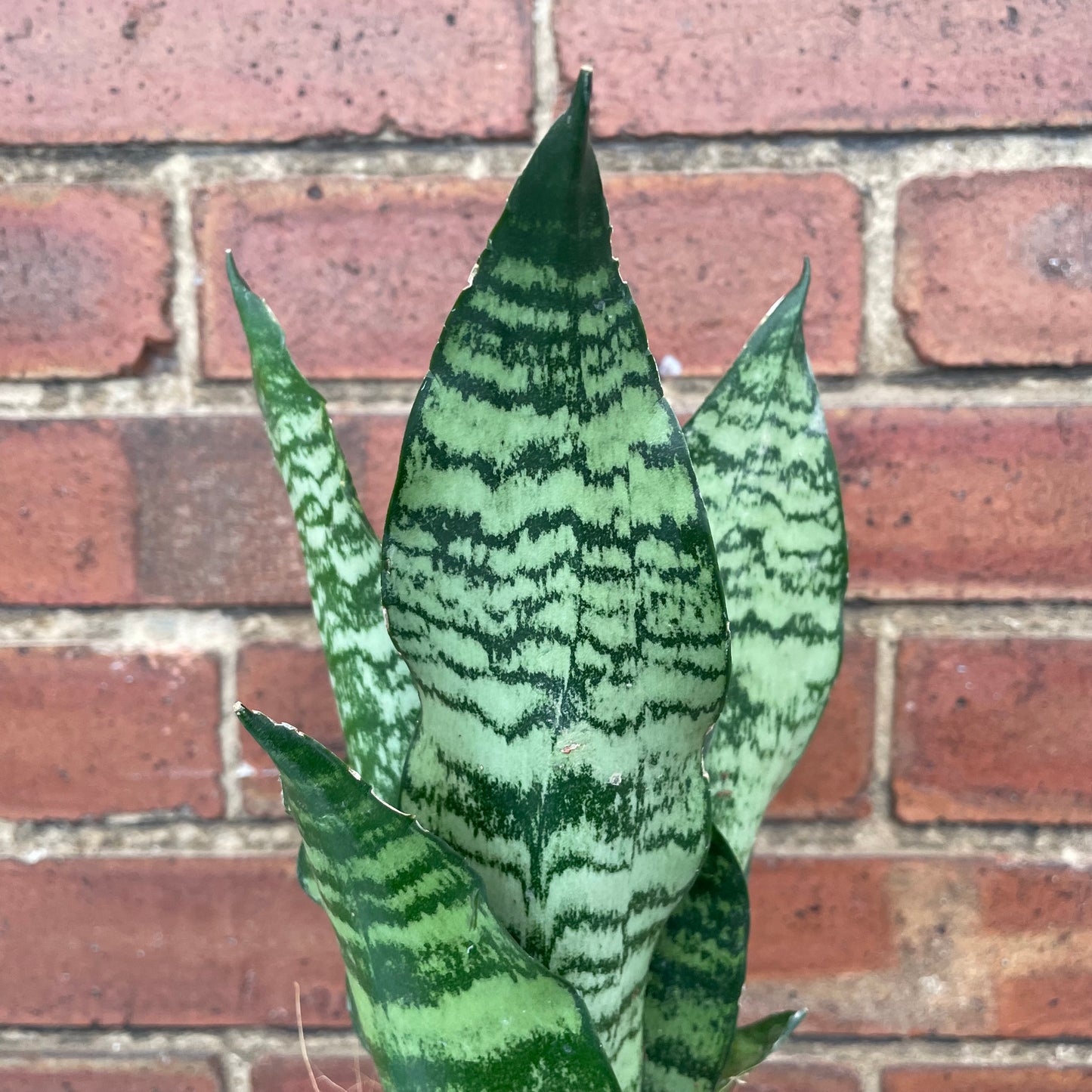 Sansevieria Trifasciata Futura/Snake Plant