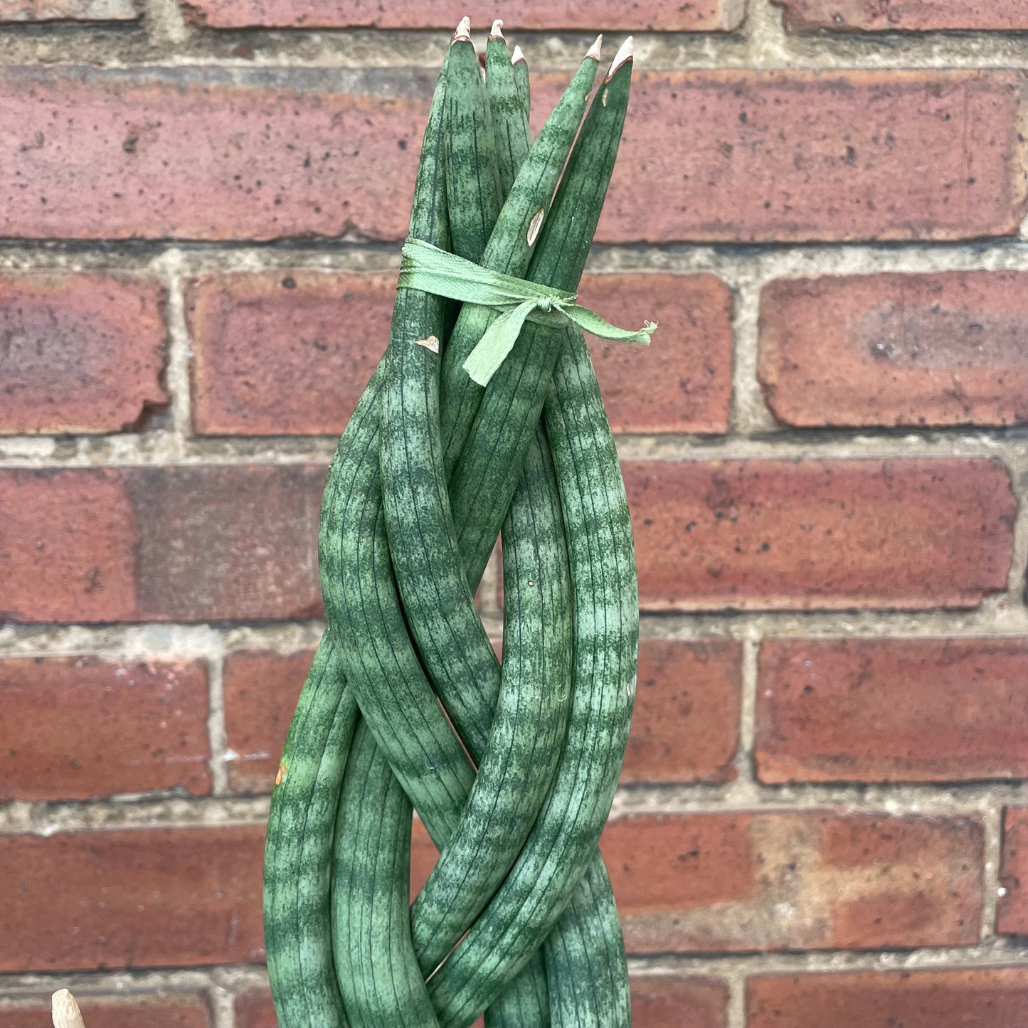 Sansevieria Cylindrica Braided