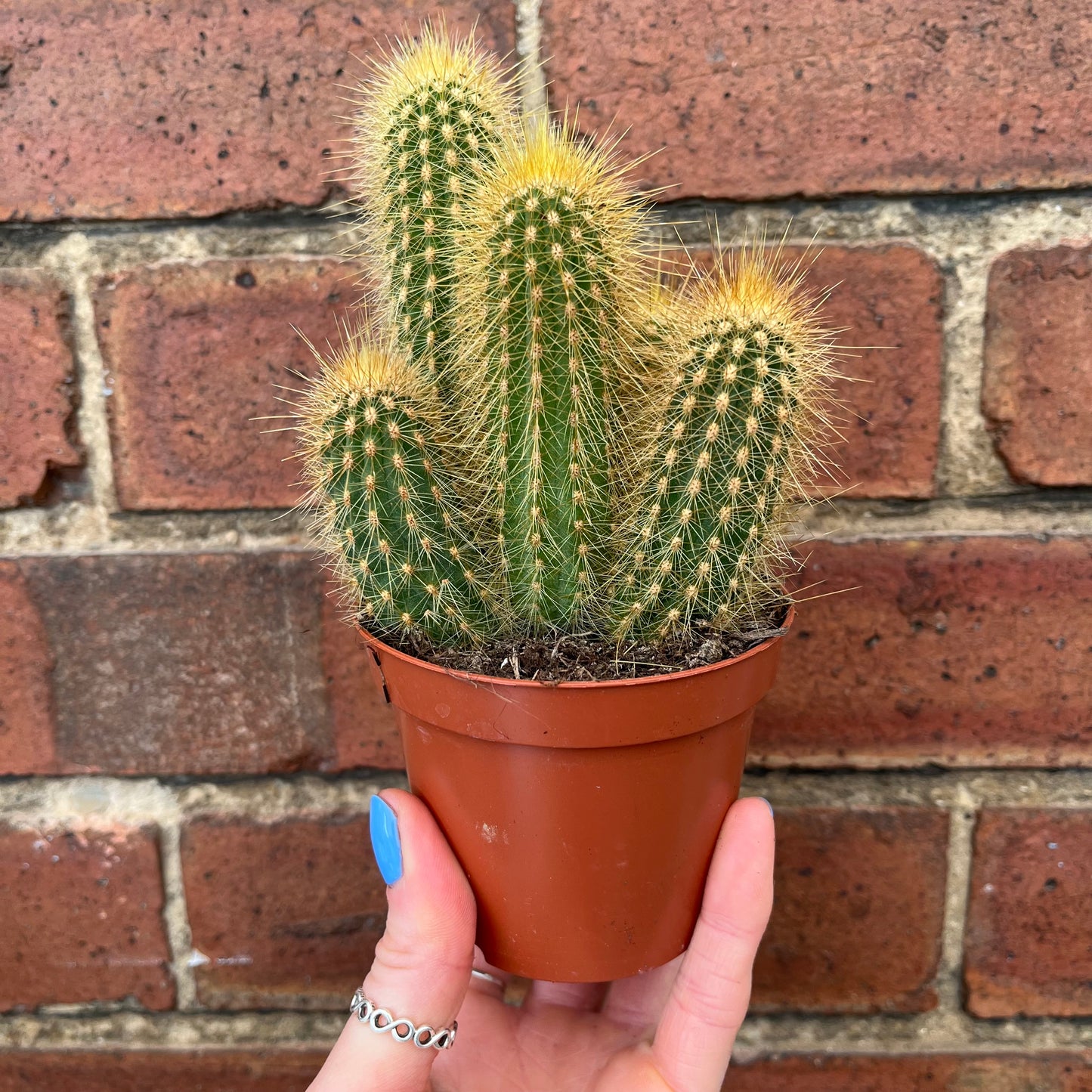 Cactus Mix