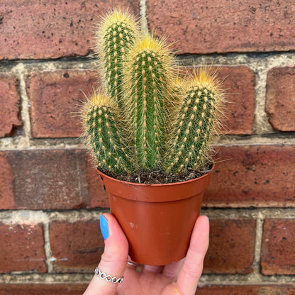 Cactus Mix